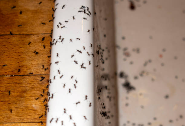 Best Affordable Pest Control Services  in Merritt Island, FL